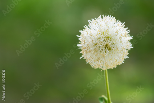Photos White flower with out of focus green background
