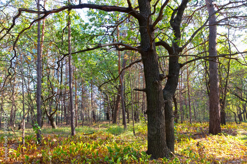 oak forest scene