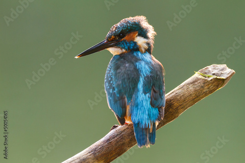a kingfisher on a stick