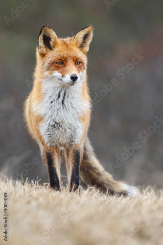 red fox