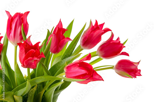 Fototapeta Naklejka Na Ścianę i Meble -  Lilienblütige rote Tulpen