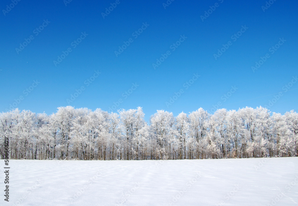 Frosted trees Frosted trees