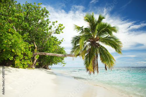 tropical beach with palm tree