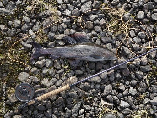 The grayling (Thymallus thymallus) Sweden 50 cm photo