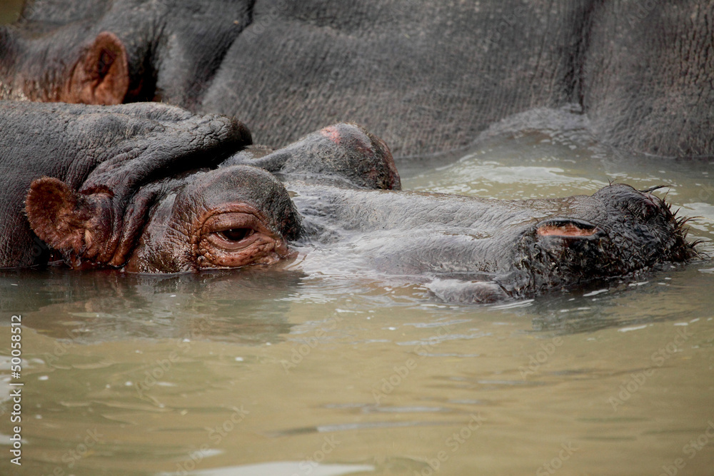 hippopotamus hippopotamus