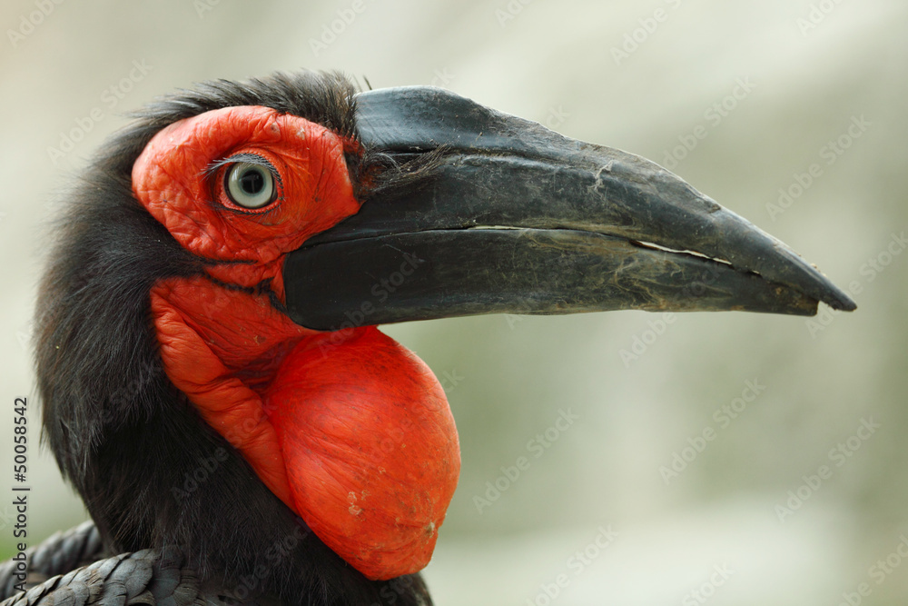 Fototapeta premium Southern Ground Hornbill
