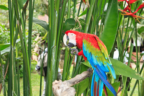 Colorful Macaw in nature
