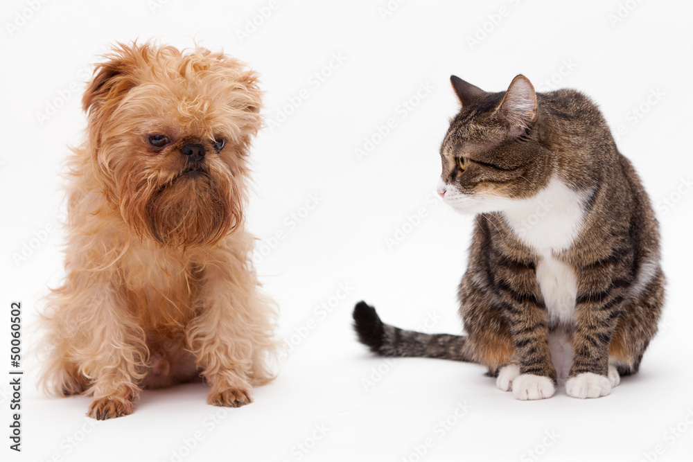 Cat and dog