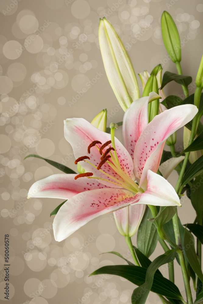 Obraz premium Oriental lily.