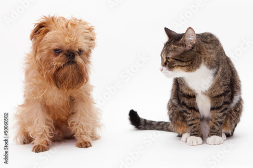 Cat and dog