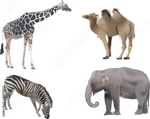 Fototapeta Naklejka Na Ścianę i Meble -  four color animals on white background