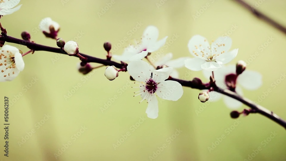 Flowers of the cherry blossoms on a spring day look vintage Flowers of the cherry blossoms on a spring day look vintage