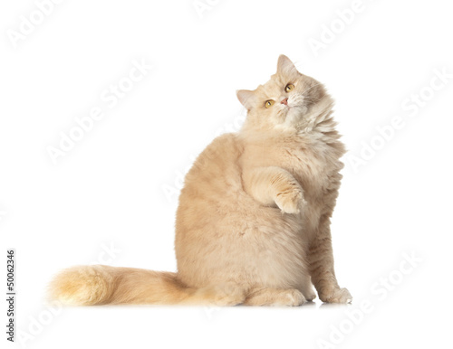 cute homecat isolated over white background