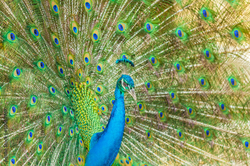 Obraz premium The portrait of beautiful peacock with spread feathers out