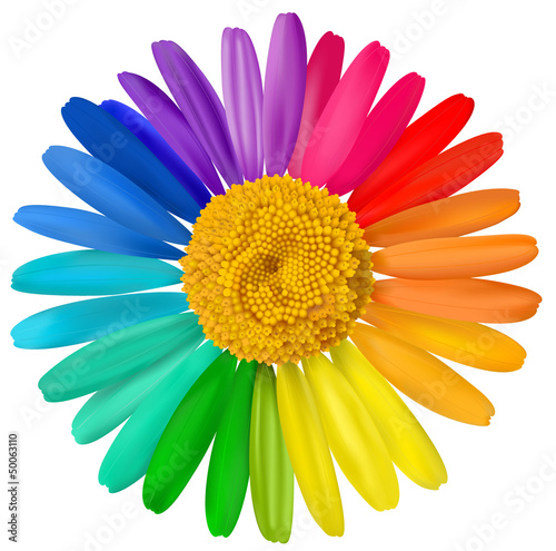 Vector multicolored daisy, chamomile flower isolated