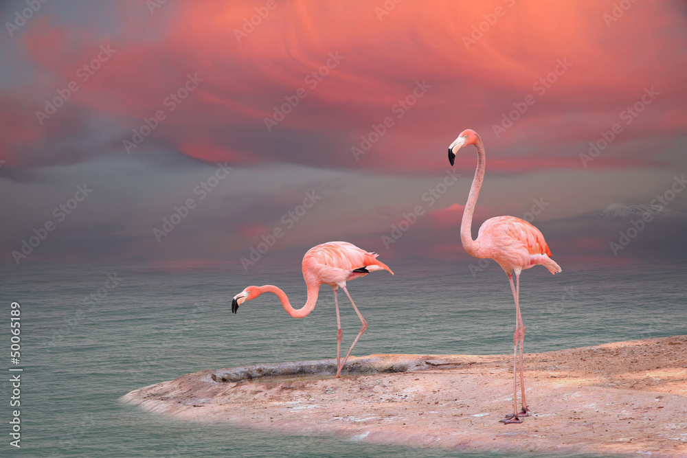 Pink flamingo - obrazy, fototapety, plakaty 