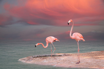 Poster Flamingo Roze flamingo close-up portret  © Vladimir Sazonov