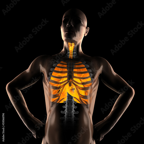 Εκτύπωση καμβά human chest radiography scan