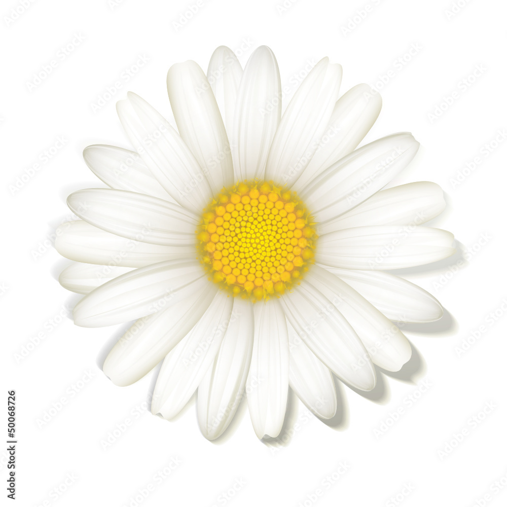 Margeritenblüte