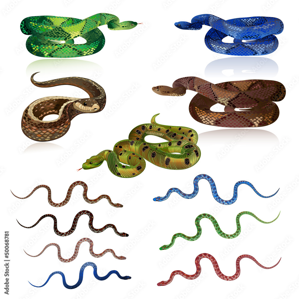 Fototapeta premium Set pretty realistic snakes