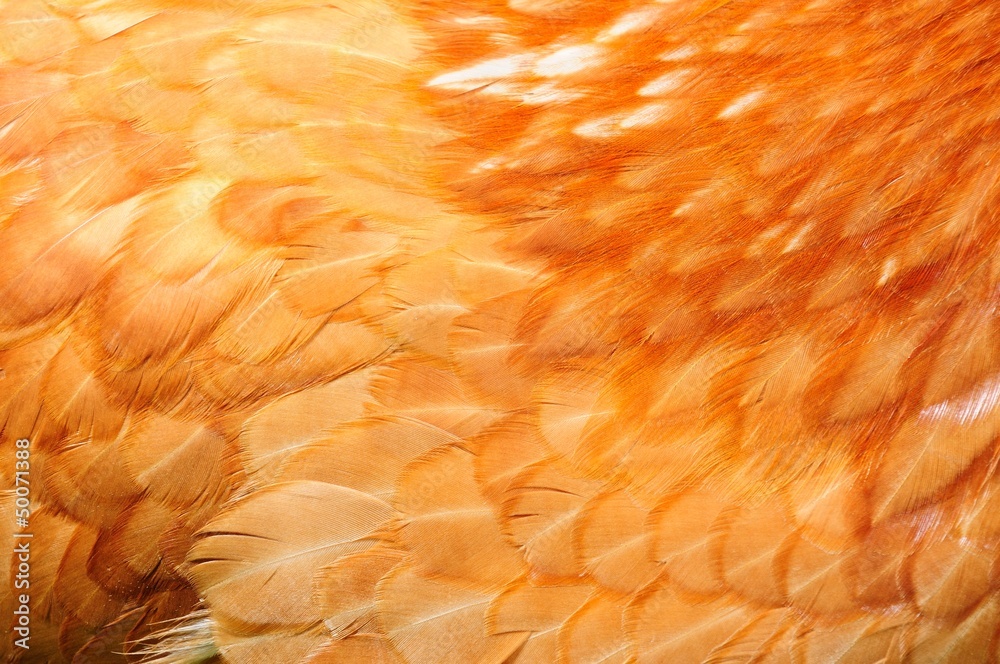 Naklejka premium Red Chicken Feathers Close-Up