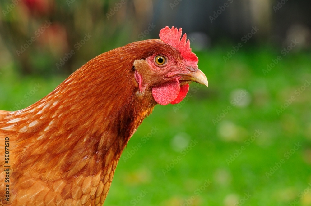 Curious Domestic Chicken in Profile