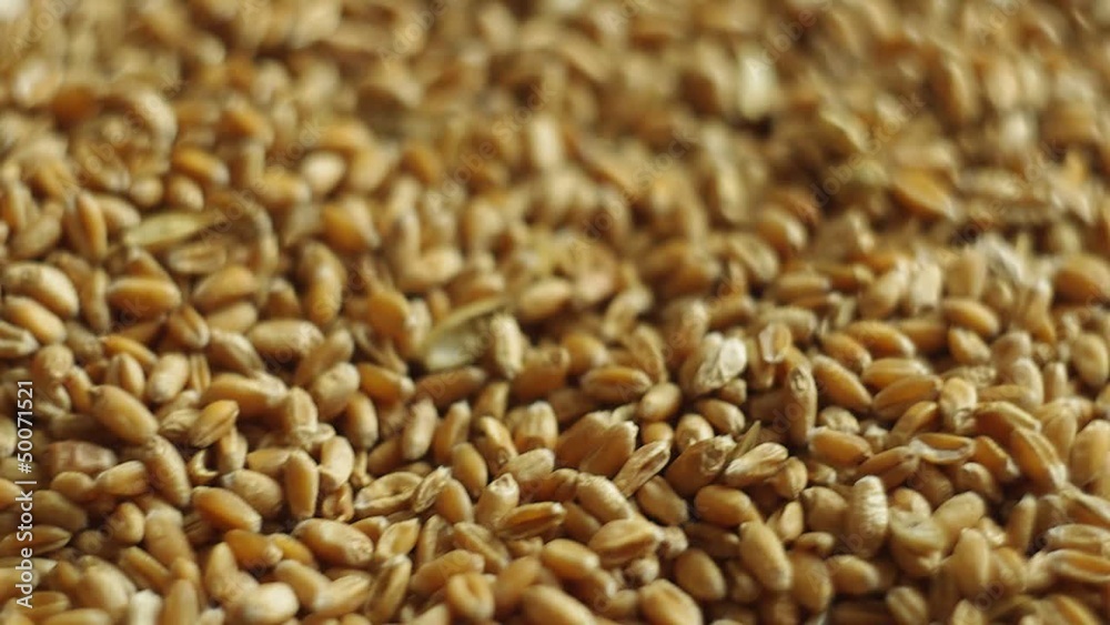 The reaped crop of wheat The reaped crop of wheat