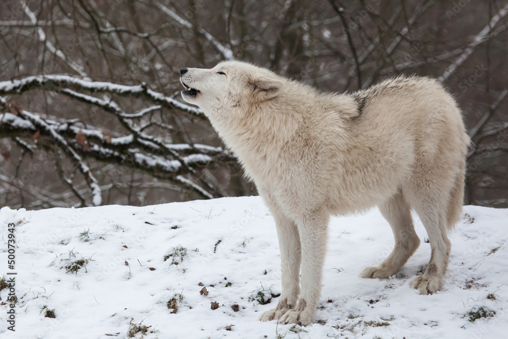 Naklejka premium howling arctic wolf