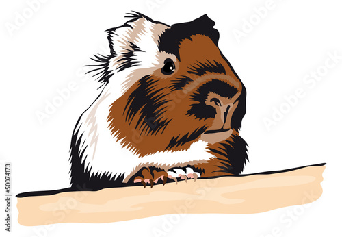 Guinea Pig looking around
