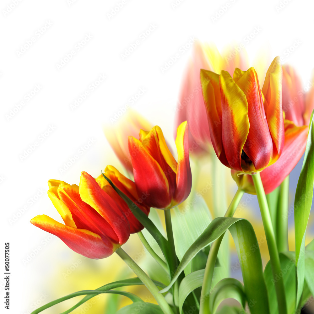 Fototapeta premium tulipany