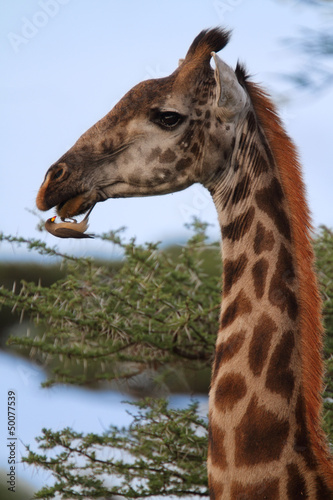 Foto Giraffe and oxpecker bird