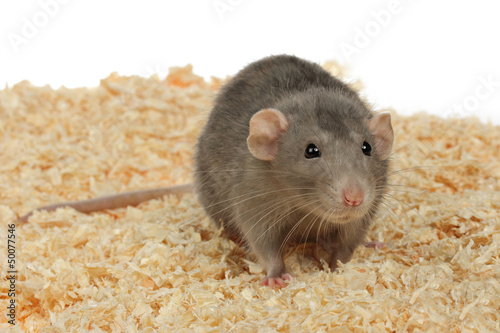 portrait rat gris dans litière © mariesacha