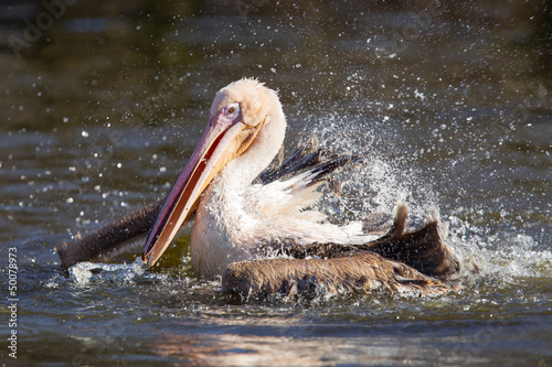 Pelican taking a refreshing