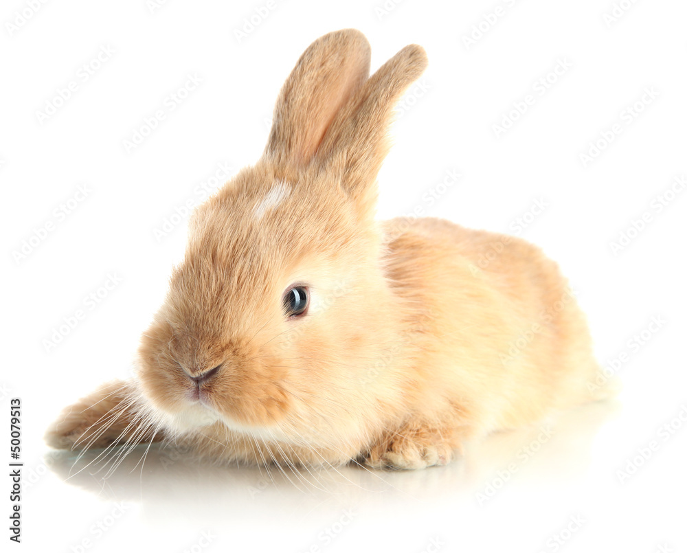 Fluffy foxy rabbit isolated on white Fluffy foxy rabbit isolated on white