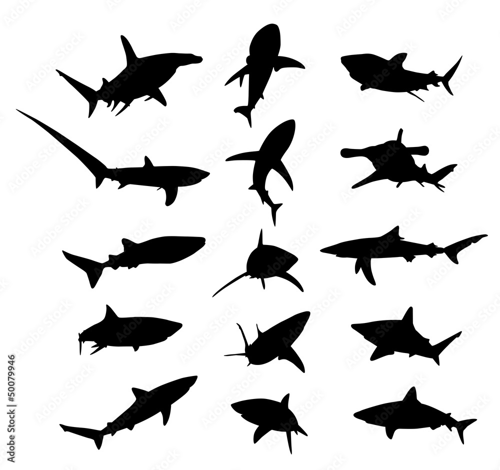 shark shark