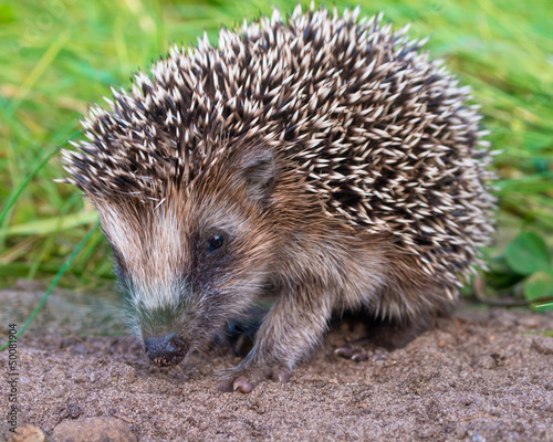 Hedgehog Baby close up