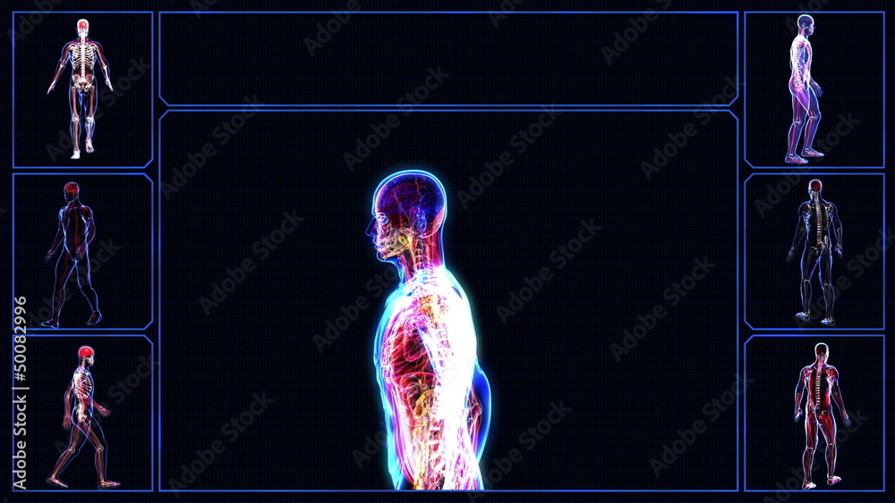Anatomy of the human body