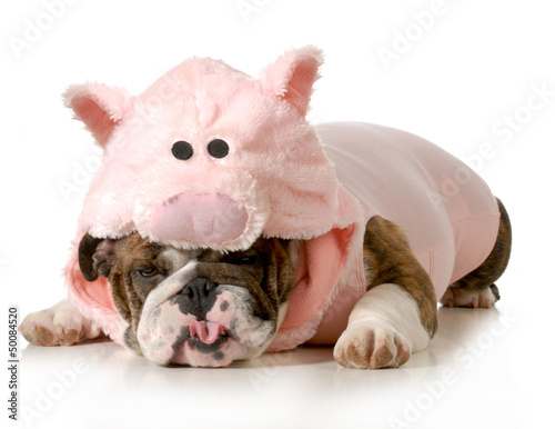 dog dressed up like a pig