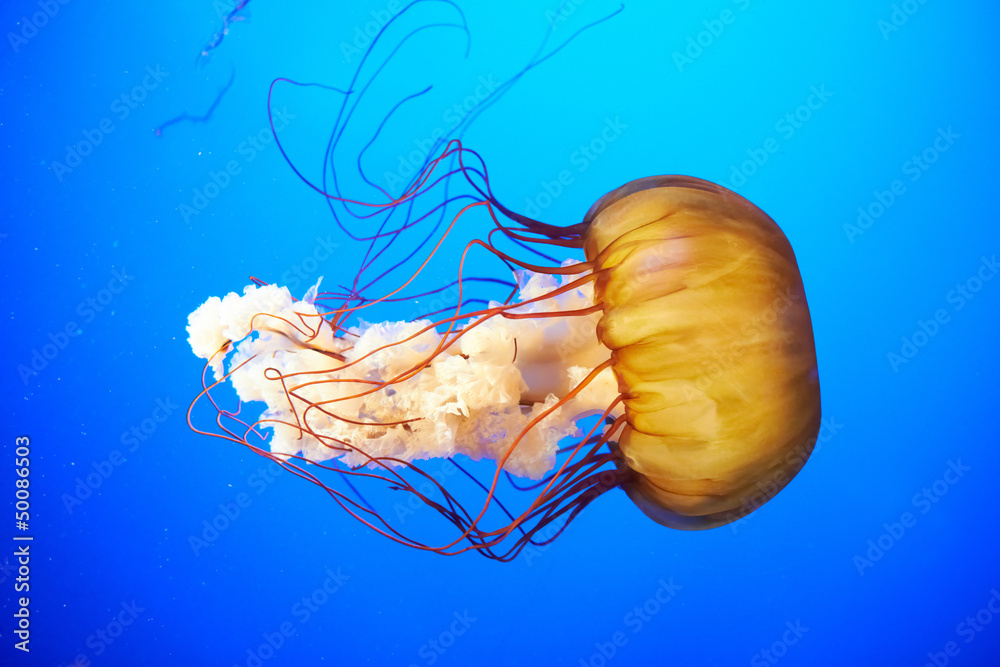Obraz premium Orange jellyfish (Chrysaora fuscescens)