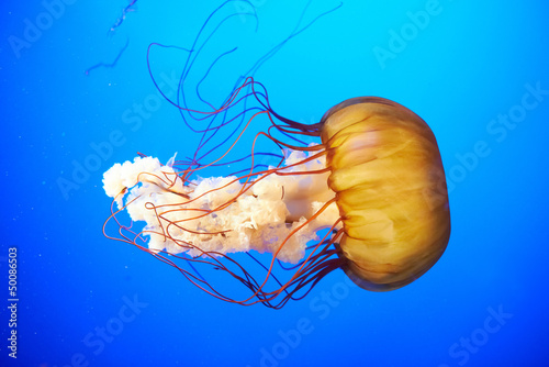 Fotografia Orange jellyfish (Chrysaora fuscescens)