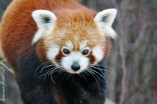 Fotografie Kleiner Panda, Red Panda