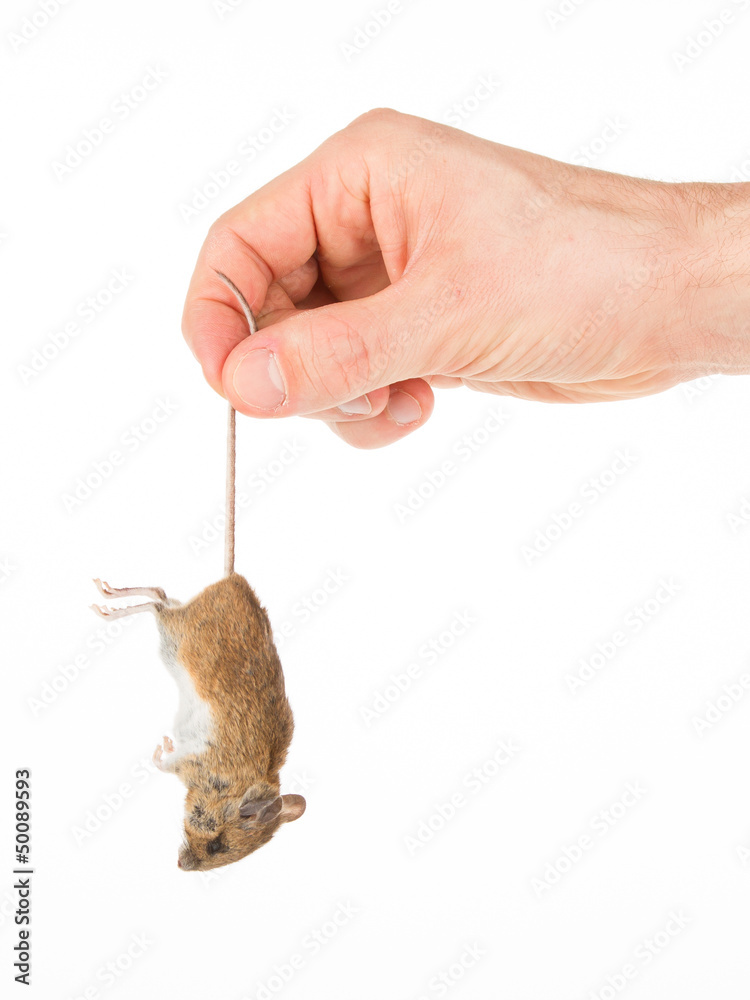 Obraz premium Hand holding a dead mouse, isolated