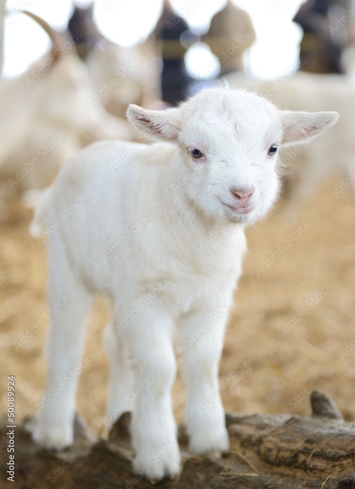 Lamm im Stall auf Biobauernhof