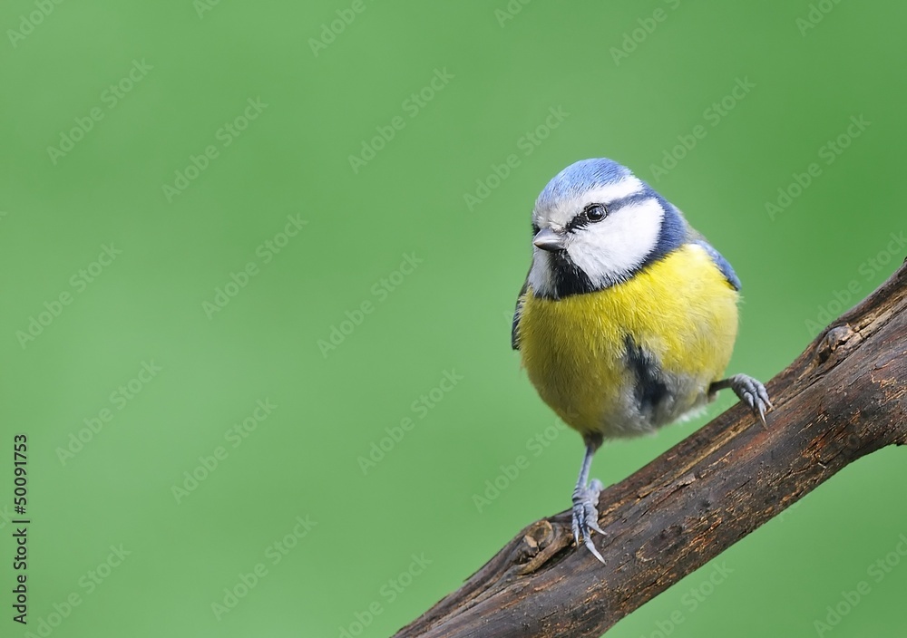 Fototapeta premium Blue tit, Cyanistes Caeruleus.