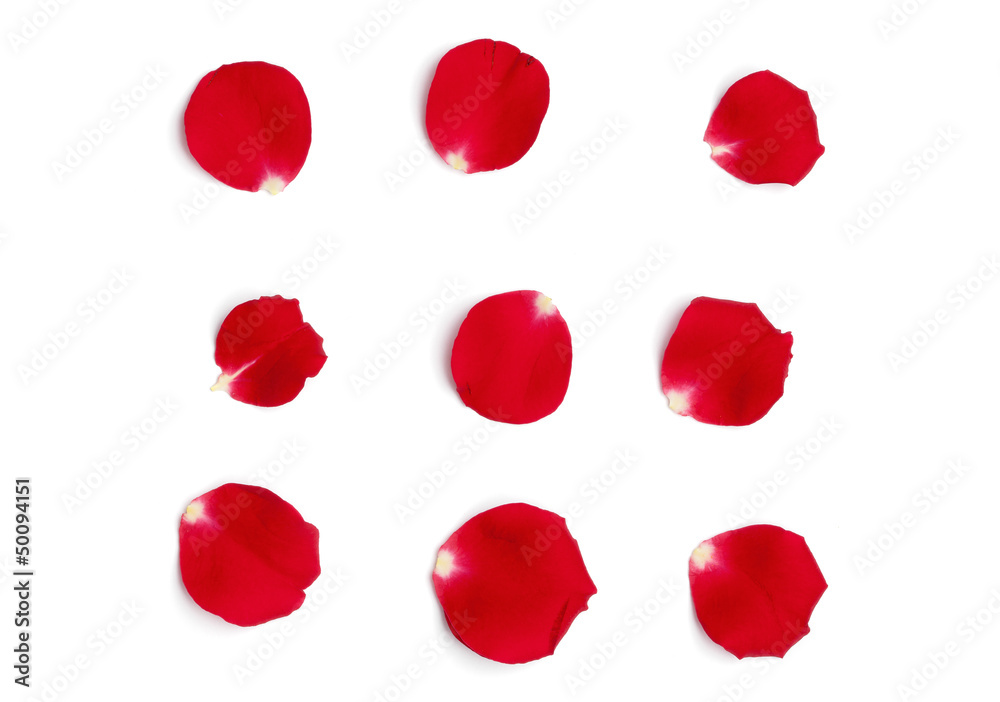 Red Rose Petals Red Rose Petals