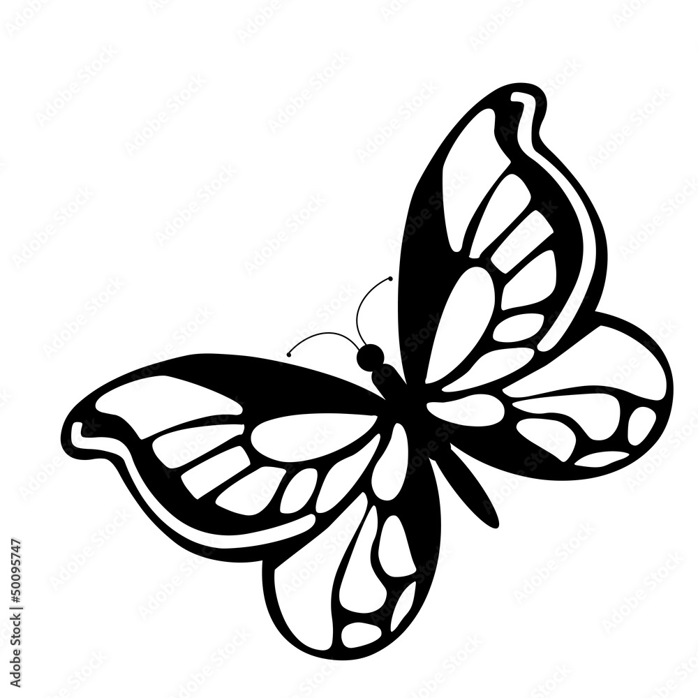 black butterfly black butterfly