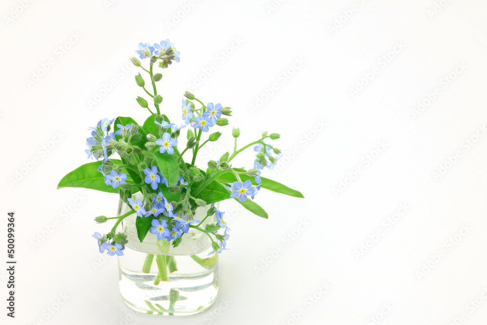 forget-me-not forget-me-not