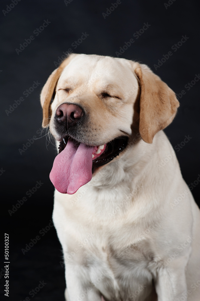 Labrador Retriever on a black background Labrador Retriever on a black background