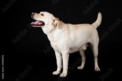 Labrador Retriever on a black background