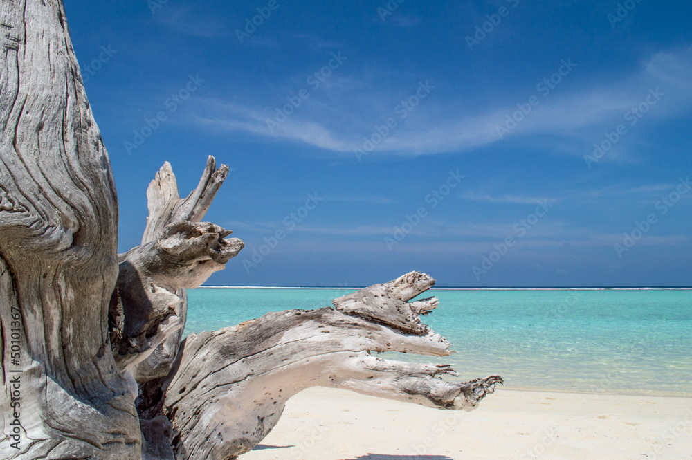 Tree Trunk on Beach